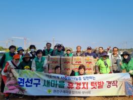 수원시 권선구 새마을단체, '사랑의 고구마 수확' 행사 개최 기사 이미지